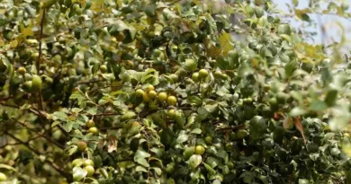 jujube-fruit-or-boroi