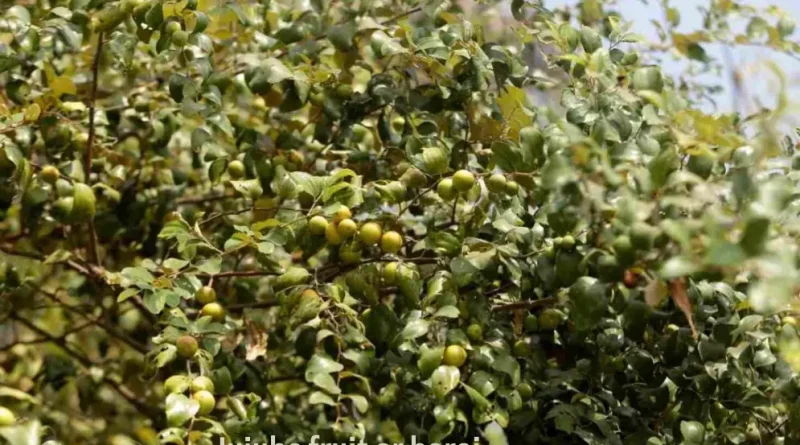 jujube-fruit-or-boroi