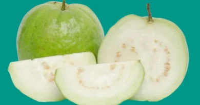 guava-fruit